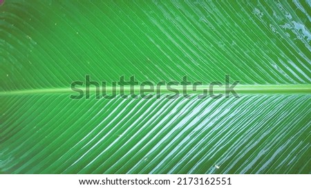 wet leaf texture, fresh green, striped pattern