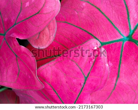 unique pattern, rough surface and beautiful pink leaves of the tropical plant 