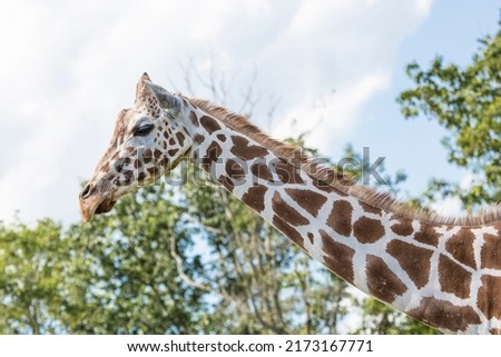 The giraffe is a tall African hoofed mammal belonging to the genus Giraffa. It is the tallest living terrestrial animal and the largest ruminant on Earth. Royalty-Free Stock Photo #2173167771