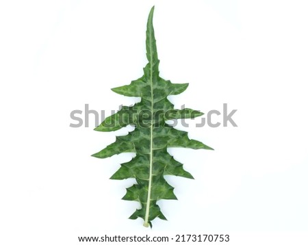 Sea holly leaf on white background. closeup photo, blurred. Royalty-Free Stock Photo #2173170753