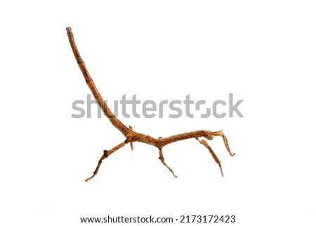 stick insect Achrioptera manga in front of white background