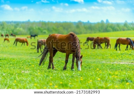 A beautiful brown horse grazes on a flowering sunny meadow in a field along with a herd of horses. Purebred mare on pasture in summer. Landscape, wallpaper. Royalty-Free Stock Photo #2173182993