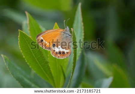 Heather Hoop Fairy butterfly (Coenonympha arcania) on plant