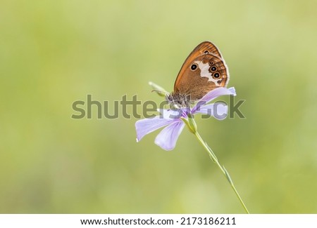 Heather Hoop Fairy butterfly (Coenonympha arcania) on a lilac flower