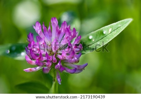 Meadow clover (Trifolium pratense) is ten centimeters to a meter tall, perennial, dicotyledonous herb of the legume family. Incorrectly called as red clover