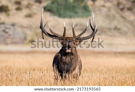 Deer with big antlers. Deer antlers. Deer portrait. Deer in nature Royalty-Free Stock Photo #2173193565