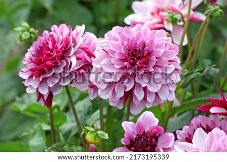 Dahlia 'Creme de Cassis' in flower Royalty-Free Stock Photo #2173195339