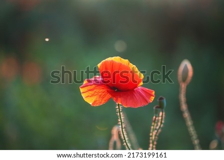 Wild vivid poppy field in magic sunset light. Remembrance day concept.