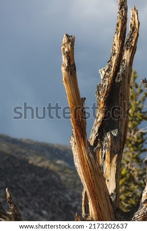 Sunlight on a tree at the ancient bristlecone pine forest. Vertical shot.