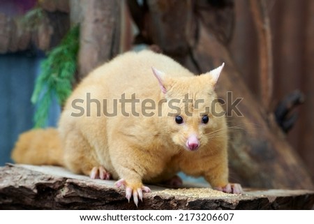 Golden brushtail possum perched on a tree.The light color is a genetic mutation of common Australian possums that lives only in Tasmania. Australian wildlife in nature. High Quality Photo.