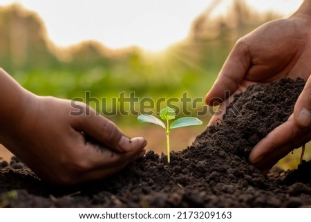 Trees in the hands of humans help to plant trees in the soil. The concept of reforestation and environmental protection. Royalty-Free Stock Photo #2173209163