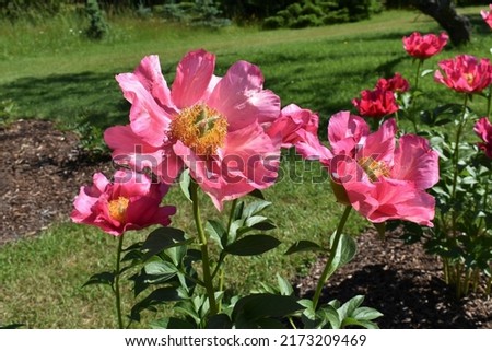 Peony variety ‘Ace of Hearts’. Large, sunlit, soft red flowers, close-up
