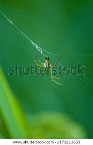 A spider walking among webs clinging to leaves, on a blurred background.