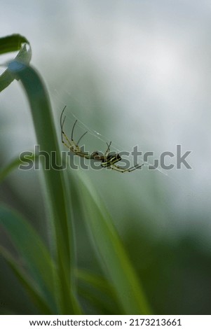A spider walking among webs clinging to leaves, on a blurred background.