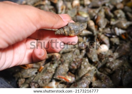 Shells of all kinds and sizes can be found on our exfoliated beach.natural backdrop with shells, lavistrombus canarium (siput gongong)