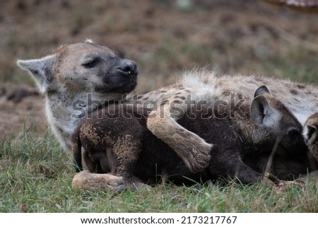 Female hyena caring for her cubs (Beekse Bergen)