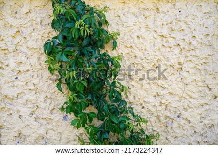 abstract background with stone wall and ivy on it. green ivy on the yellow wall.  A few branches of green ivy swirl gracefully on an ancient yellow wall in Italy. Room for copy. The yellow wall