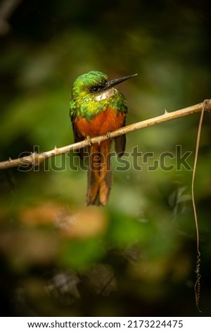 Majestic and colourfull bird in the nature habitat. Birds of northern Pantanal, wild brasil, brasilian wildlife full of green jungle, south american nature and wilderness.