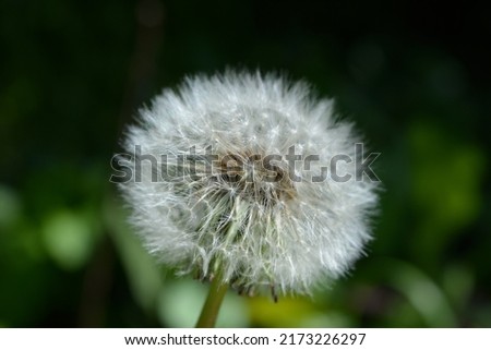 Fluffy dandelion head with seeds close-up in spring.