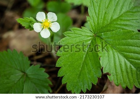 The first blooming strawberry flower at the edge of the forest.