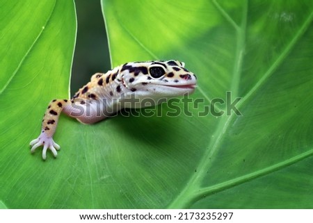 Leaopard gecko closeup head, Gecko hiding behind green leaves. closeup gecko