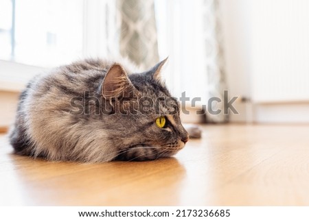 domestic lazy long-haired young whiskered cat lies and stretches against background of window and heating radiator, concept of autonomous heating, warm floors, sick animal, summer heat. sad animal pet Royalty-Free Stock Photo #2173236685