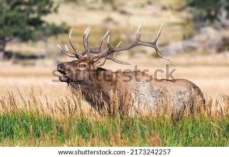 Deer in nature. Deer with big antlers. Deer portrait. Deer antlers Royalty-Free Stock Photo #2173242257