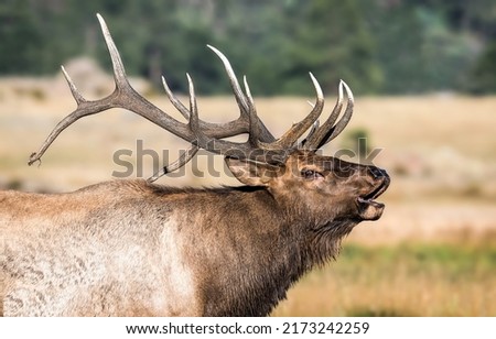 Deer with big antlers. Deer in nature. Deer portrait. Deer antlers Royalty-Free Stock Photo #2173242259