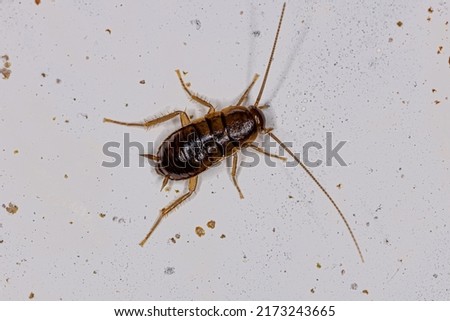 American Cockroach Nymph of the species Periplaneta americana