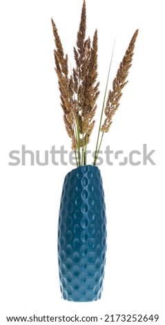 decorative grass isolated on white background