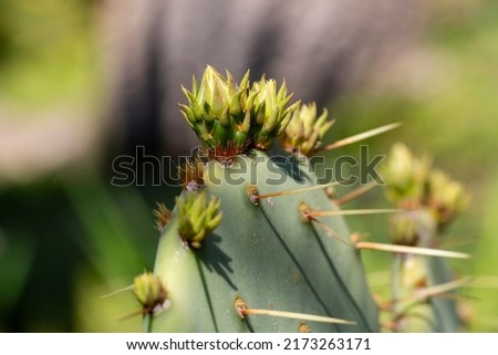 Cactus Opuntia leucotricha Plant with Spines Close Up. Green plant cactus with spines and dried flowers.Indian fig opuntia, barbary fig, cactus pear, spineless cactus, prickly pear. Royalty-Free Stock Photo #2173263171