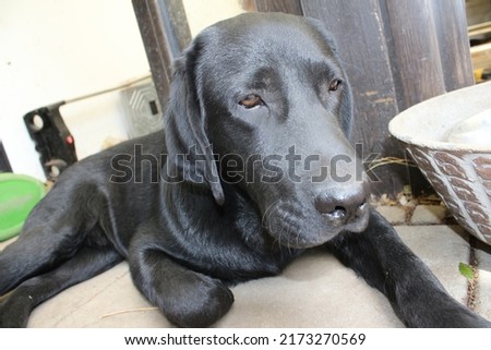 Black Labrador retriever. Dog face in close-up. Black Labrador puppy. Pets in the garden. The environment for animals. Pure-bred Labrador. Pedigree. Sleepy Dog. Pet Profiles. Man's best friend.