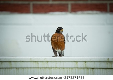 American Robin standing on white post