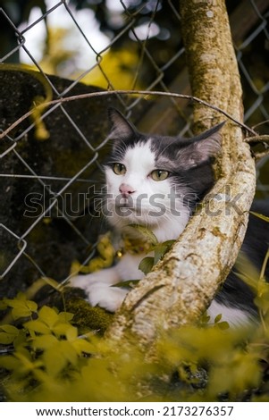 Cute cat at outdoor at house