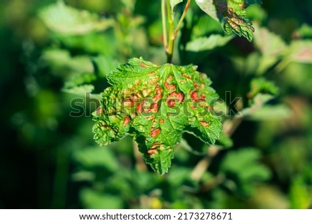 Common Plant Diseases. Peach leaf curl on currant leaves. Puckered or blistered leaves distorted by pale yellow aphids. High quality photo