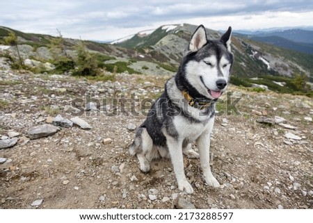 Grey hiking Siberian husky dog sitting in front of mountains peaks, Gorgany, Carpathians. Close up photo of the head of grey Siberian husky dog enjoying the nature