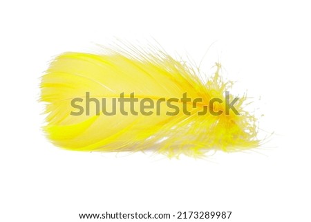 Elegant feather fluffy soft isolated on the white background