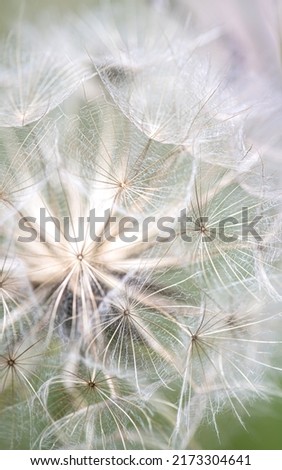 A mystic picture of a dandelion.