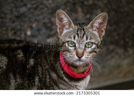 the cat with the red collar is aware of the camera
