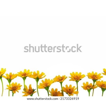 A cluster of orange-yellow flowers are blooming with stalk, isolated on a white background.