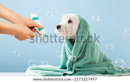 Cute west highland white terrier brushes his teeth after bathing. Dog wrapped in a towel. Pet care concept. High quality photo Royalty-Free Stock Photo #2173327497