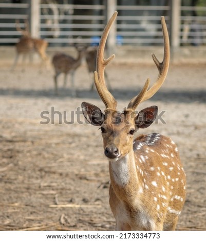 The chital, also known as spotted deer, chital deer, and axis deer, is a deer species native to the Indian subcontinent.  this photo was taken from Karamjol zoo,sundarbans,Bangladesh. Royalty-Free Stock Photo #2173334773