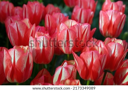 Two-tone red-white tulips in the garden, blurred floral background