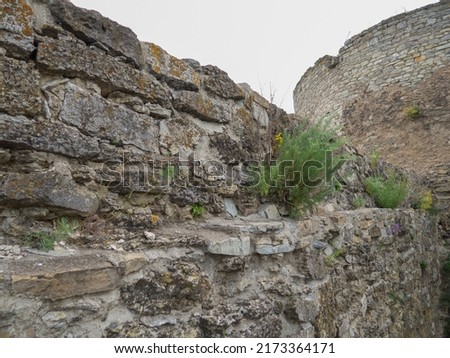 Grunge texture of old weathered stone wall with bushes of plant growing from the crack covered with moss and lichen. View of stones overgrown by grass and herbs.  Royalty-Free Stock Photo #2173364171