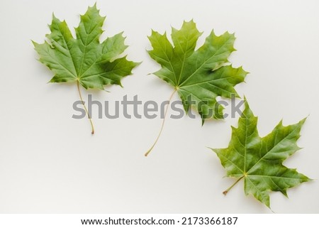 Maple leaves on a white background. Green maple leaves.