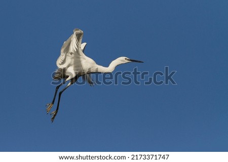 photo of little egret perched on pine tree with blue sky background