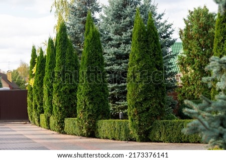 Decorative evergreen trees, arborvitae and junipers and boxwood in the landscape design Royalty-Free Stock Photo #2173376141