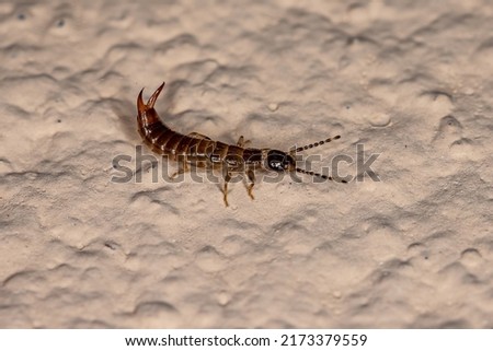 Small Common Earwig of the order Dermaptera