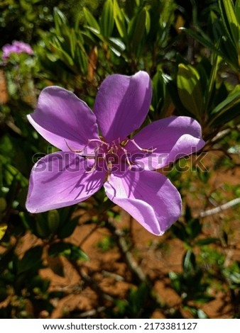 pink tropical flower (Tibouchina stenocarpa) 