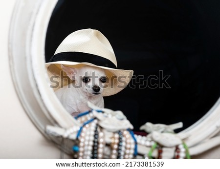 A small white Chihuahua dog in a stylish designer hat with a veil looks into a small antique mirror in an texture vintage ivory frame. White and black pearls.